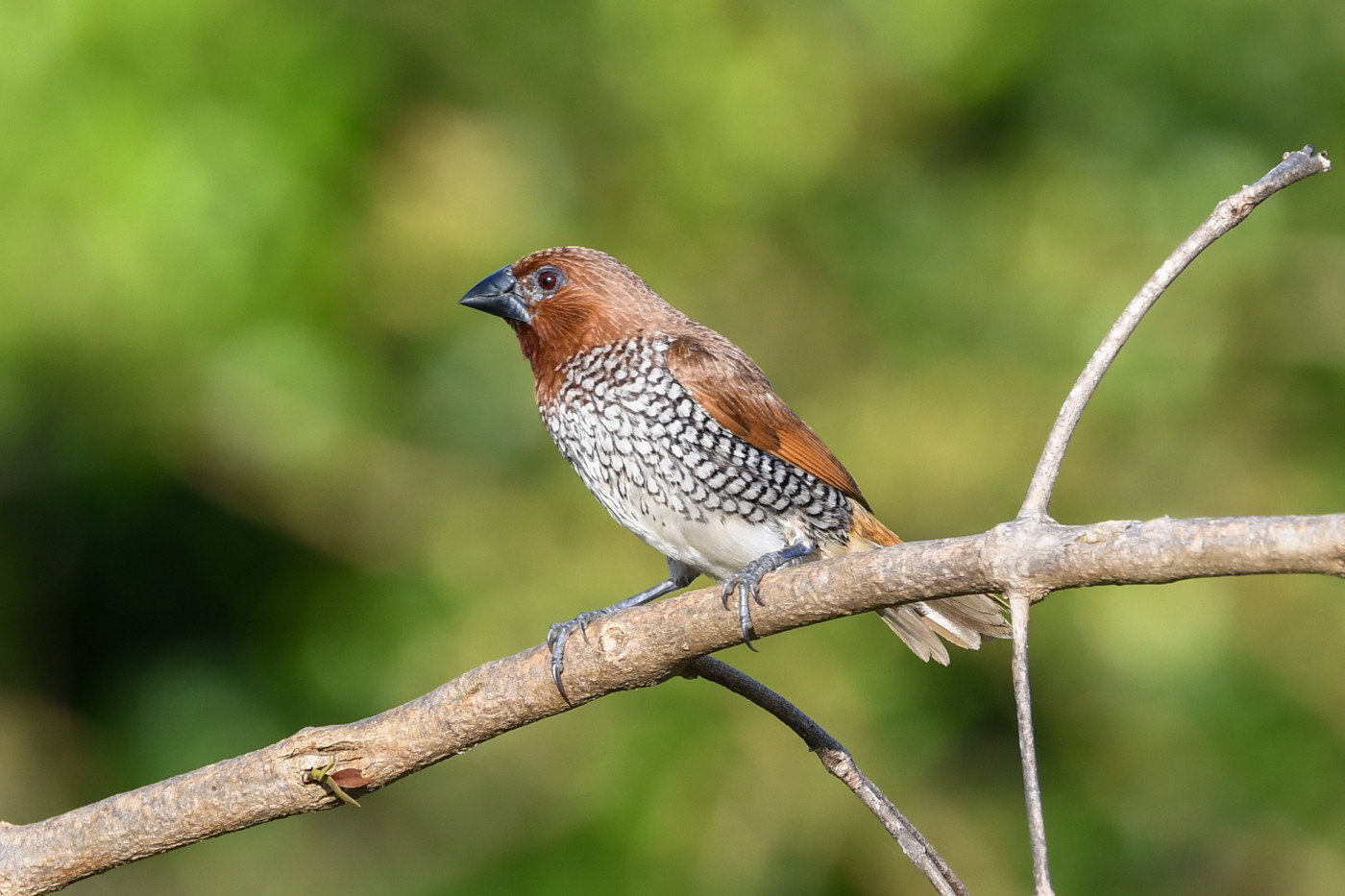 image Scaly-breasted Munia